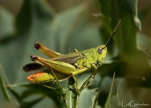 Réf. 190 006 : Chorthippus apicalis